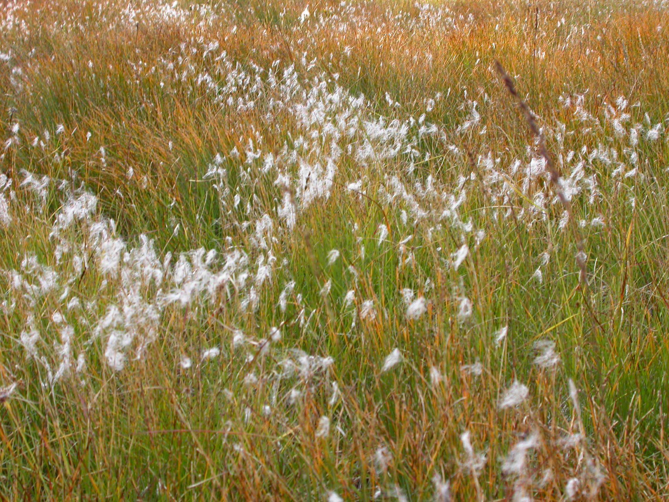 Feuchtvegetation heute